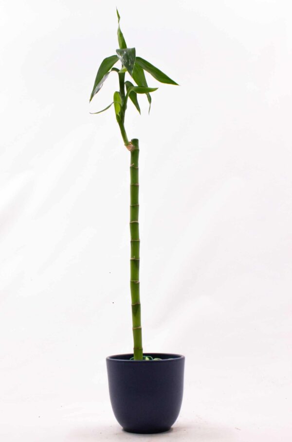 Lucky Bamboo Tige droite en hauteur 60cm