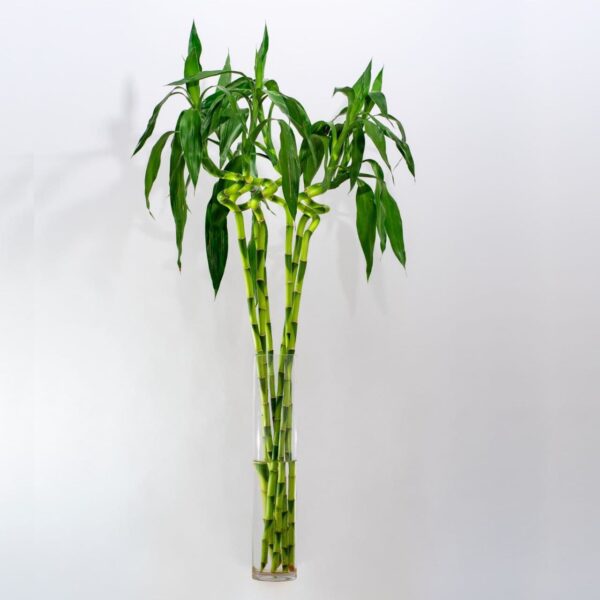 Lucky Bamboo Dracaena Sanderiana 1.10 cm