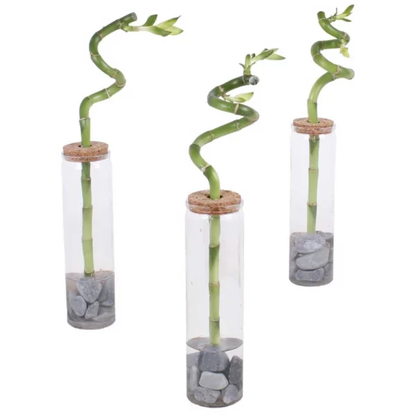 Lucky Bamboo-Tige torsadée 50 cm