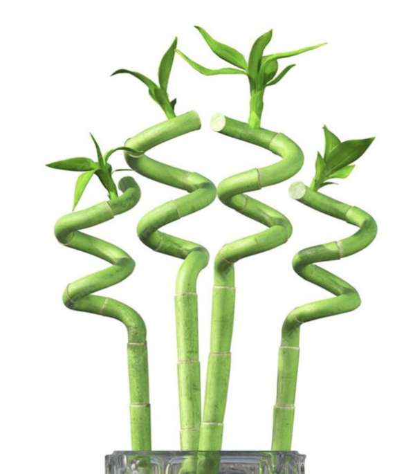 Lucky Bamboo-Tige torsadée 50cm