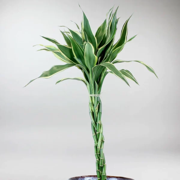 lucky bamboo-Tige verte blanche 60cm