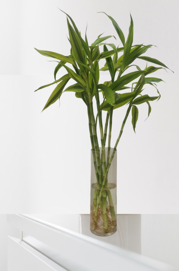 Lucky bamboo-tige droite panachée 60cm