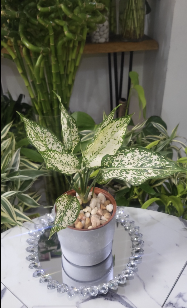 l’Aglaonema osaka