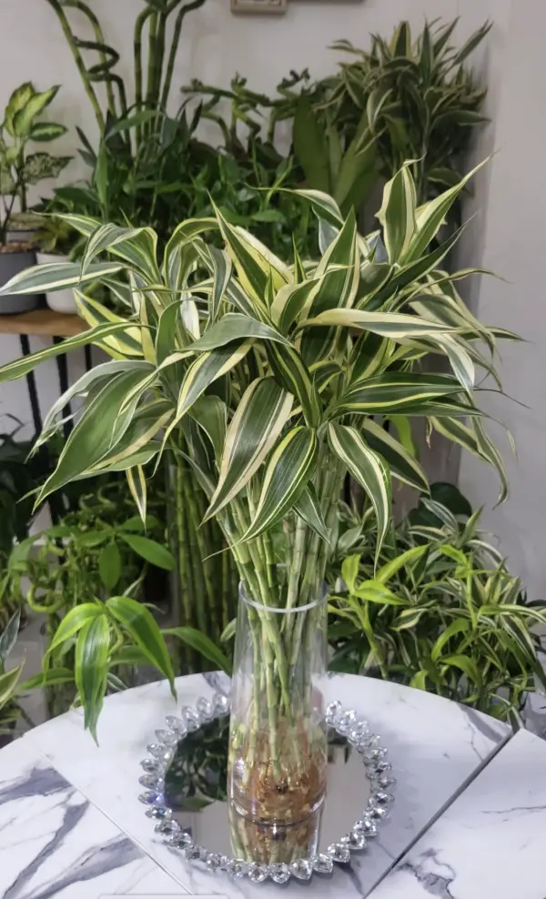 Lucky bamboo