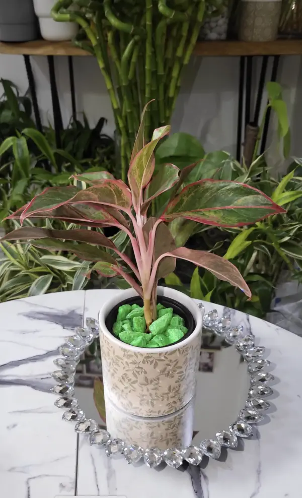 L'Aglaonema rouge