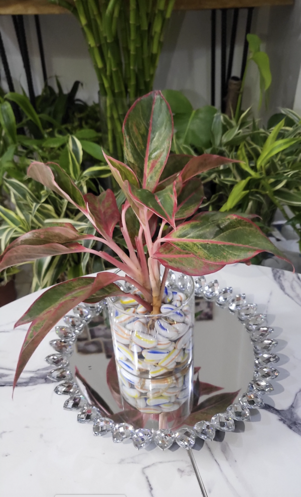 Aglaonema en hydroculture