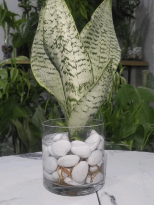 Langue de belle-mère” ou “Plante serpent”