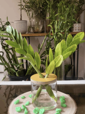 Zamioculcas zamiifolia