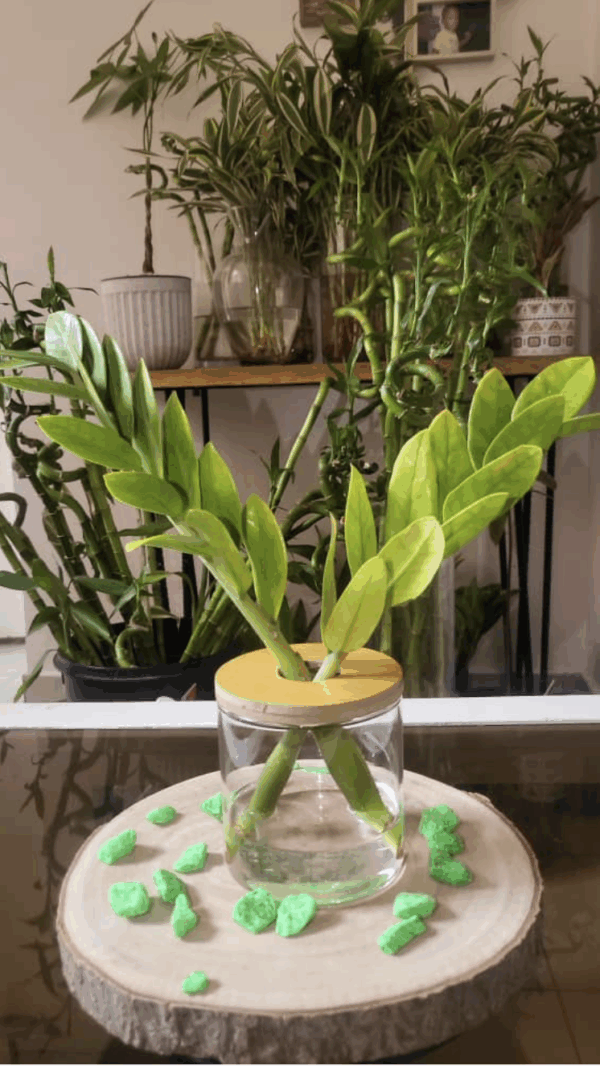 Capture d’écran 2025-05-03 à 15.19.47 Zamioculcas zamiifolia