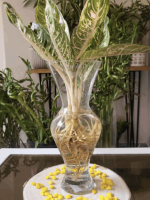 Aglaonema commutatum