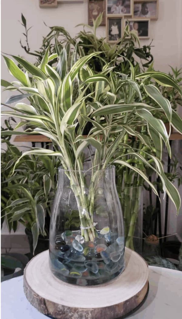 10 bb bamboo panaché :30cm