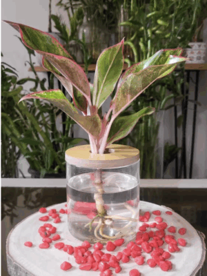 Aglaonema rouge