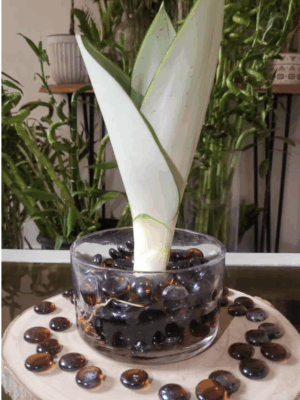 Sansevieria feuillage pâle