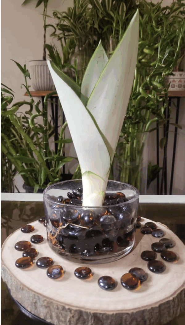 Sansevieria feuillage pâle
