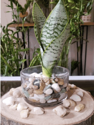 Sansevieria feuillage pâle