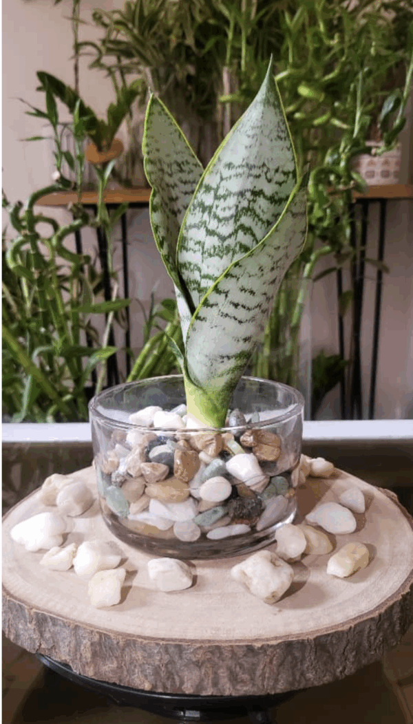 Sansevieria feuillage pâle